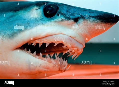 shortfin mako shark teeth